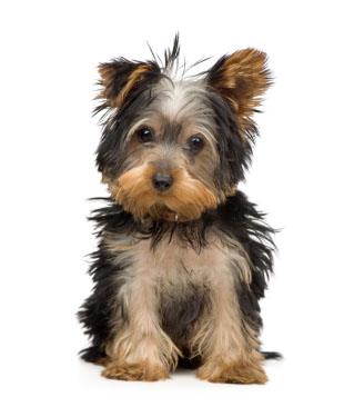 dog food