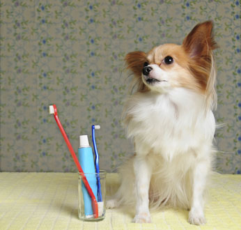 dog dental care tooth mouth
