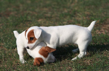 healthy dogs