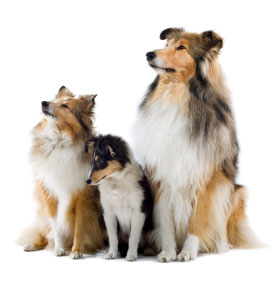 hunting dogs