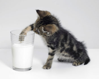 kitten and a glass of milk