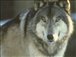 alphawolf