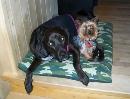 dog companion