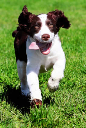 dog companion
