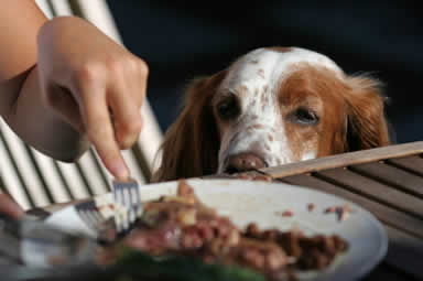 dog companion