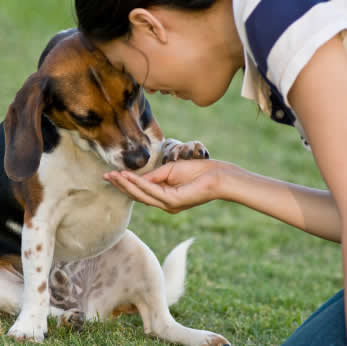 dog companion