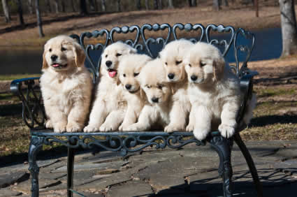 dog companion