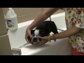 Dr. Becker on Giving Your Dog a Bath